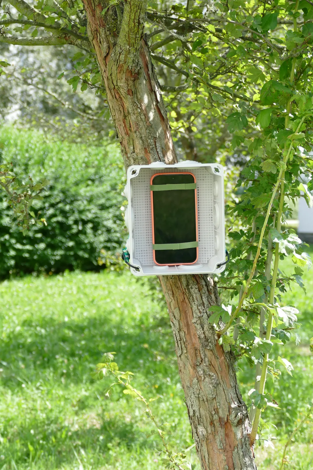 Smartphone in einer Abzweigdose, das als autonomes Aufnahmegerät (ARU) an einem Baum verwendet wird.