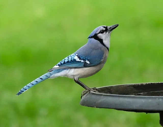 Blauhäher