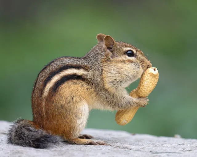 Streifenhörnchen